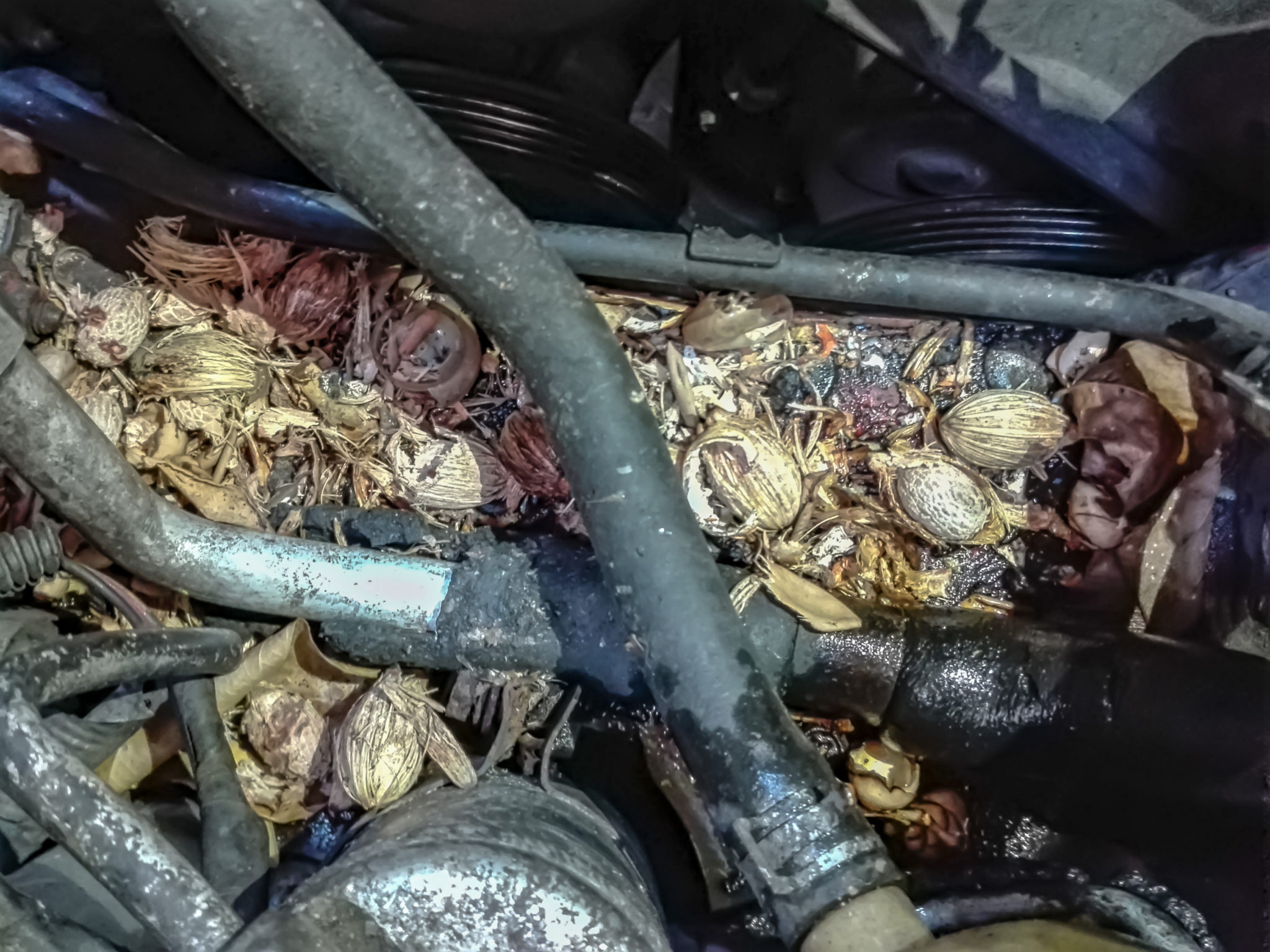 Idle vehicles and rodents: putting your cleaning to the test